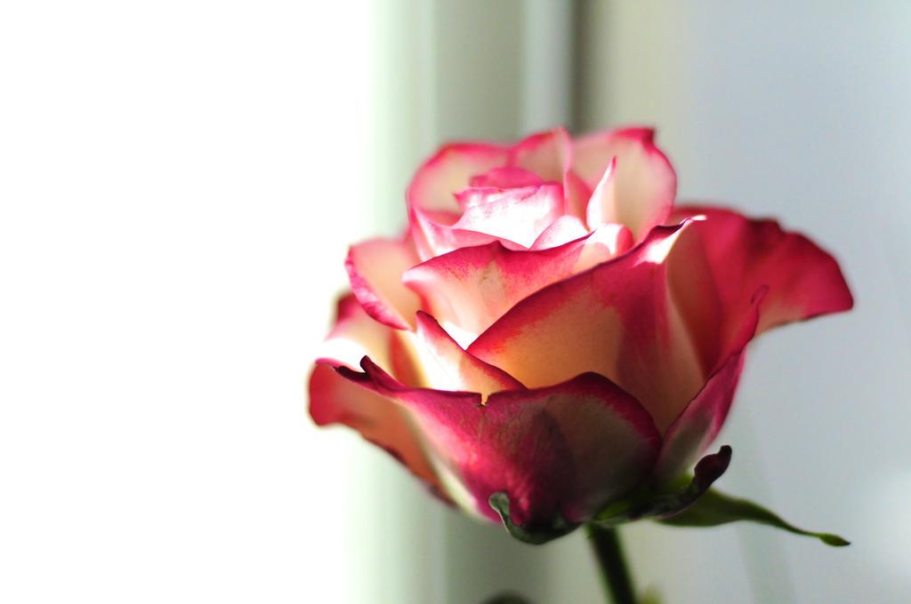 B&B Val Des Roses Brugge Eksteriør bilde